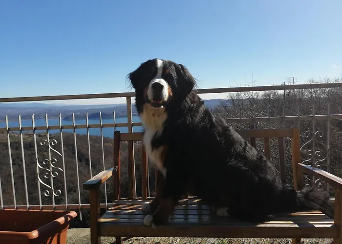 Magnolia Bb, Maggiore Massino Visconti